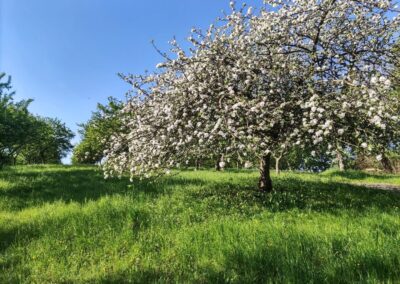arbre fleuri