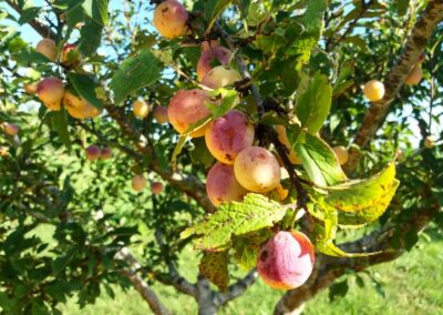 mirabelle arbre