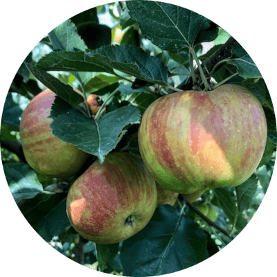 pommes rond