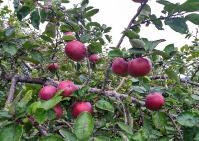 pommes zoom 4