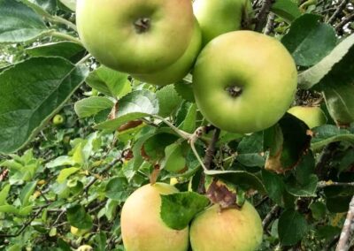 pommes zoom3