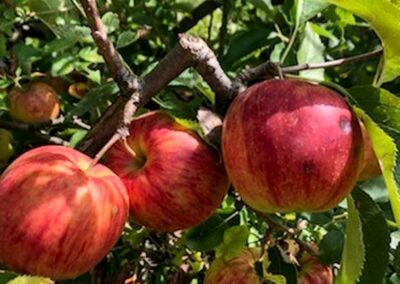 pommes zoom6