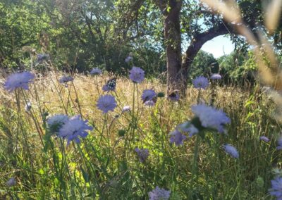 verger biodiversité