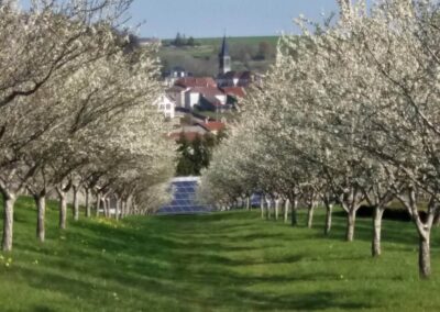 verger en fleurs