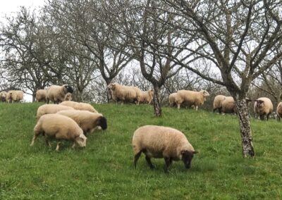 verger moutons