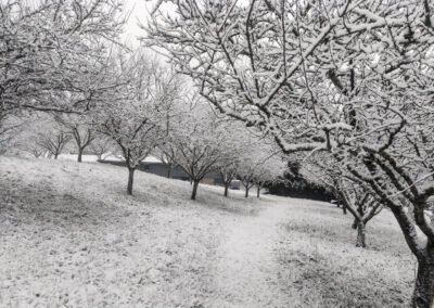 verger neige