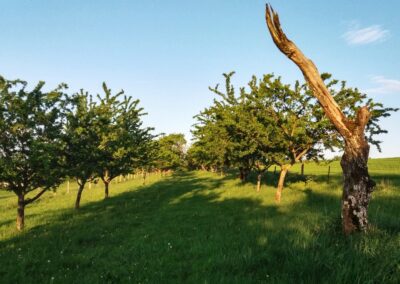verger prairie 2